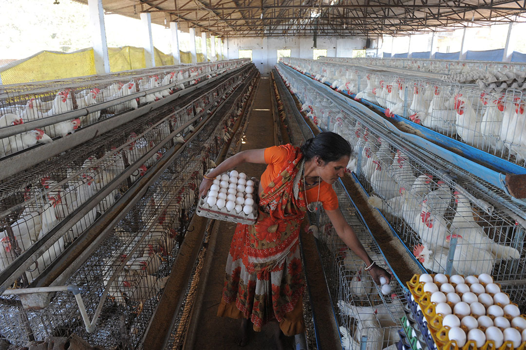 Indian poultry sector employs more than 1 million farmers and contributes US$ 16.18 billion (INR 1.2 lakh crore) to the country s GDP directly. Photo: Sam Panthaky