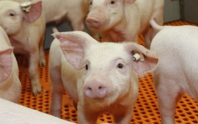 Piglet diets: Looming zinc ban not your only worry. Photo: Hen Riswick