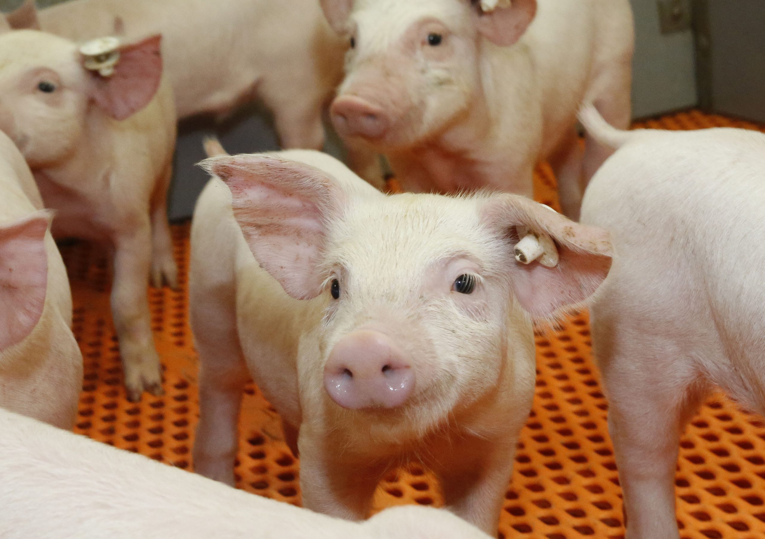 Piglet diets: Looming zinc ban not your only worry. Photo: Hen Riswick