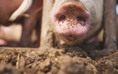 Modern sows: Tailor made nutrition needed. Photo: Shutterstock