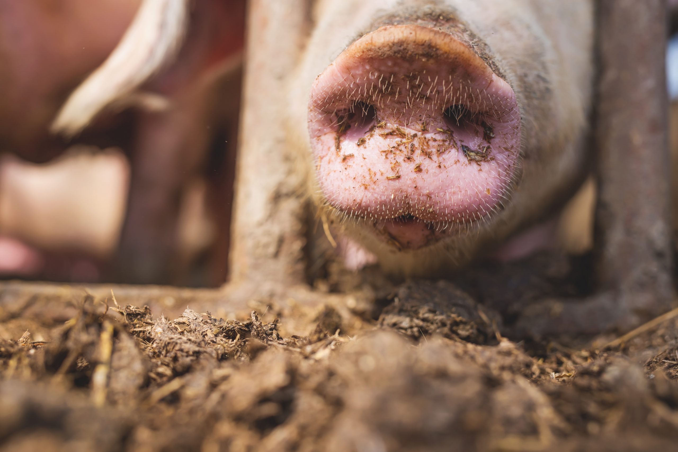 Modern sows: Tailor made nutrition needed. Photo: Shutterstock