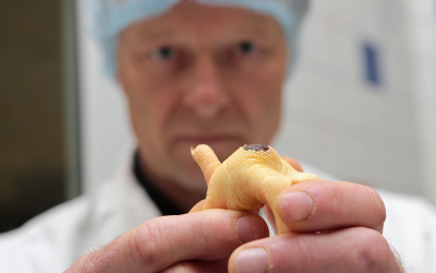 A quality-control employee of a poultry slaughterhouse examines a case of footpad dermatitis. [Photo: Ton Kastermans]