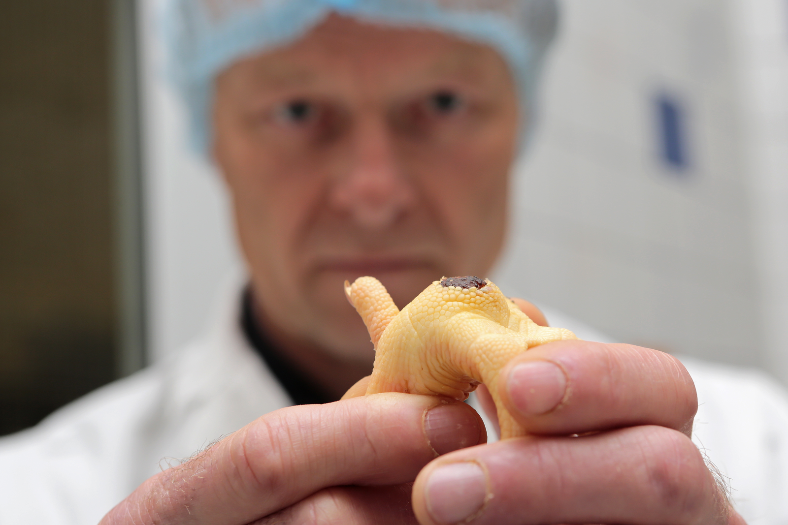 A quality-control employee of a poultry slaughterhouse examines a case of footpad dermatitis. [Photo: Ton Kastermans]