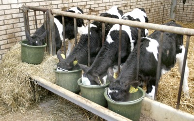 ‘No automatic approvals of antibiotics in feed’