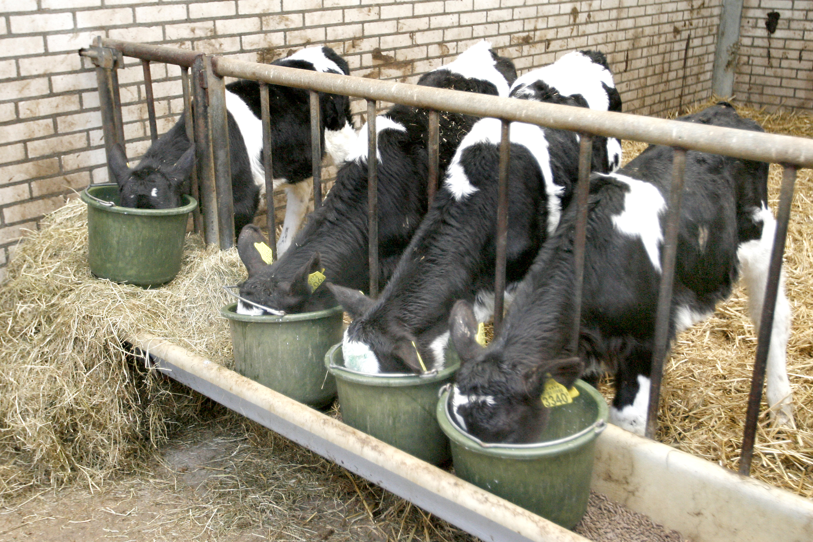 ‘No automatic approvals of antibiotics in feed’