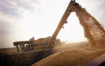 The USDA expects high demand for American corn from the new crop. And analysts argue that the USDA has not yet taken into account storm damage in Iowa corn. Photo: ANP