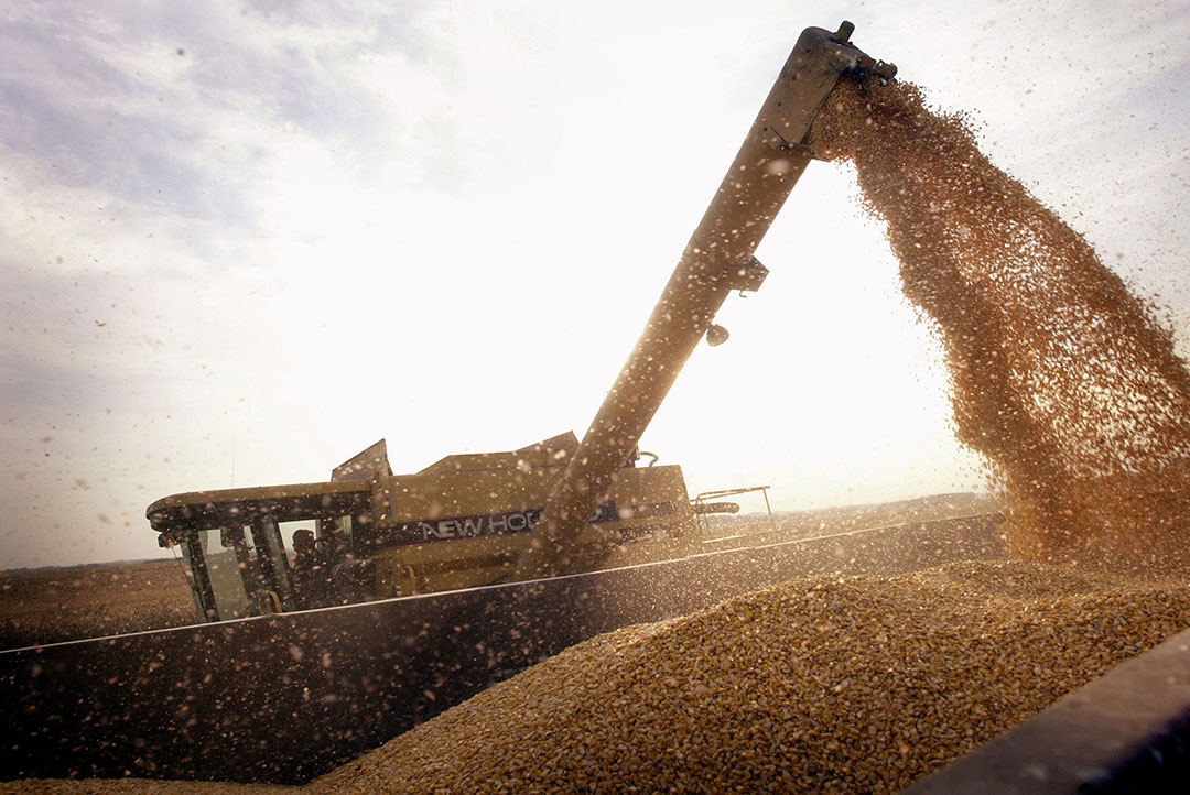 The USDA expects high demand for American corn from the new crop. And analysts argue that the USDA has not yet taken into account storm damage in Iowa corn. Photo: ANP