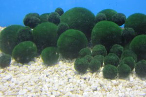 Student sentenced for importing fish tank algae