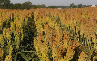 US team breeds new sorghum types