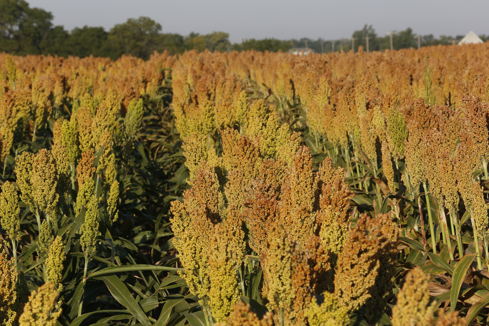 US team breeds new sorghum types