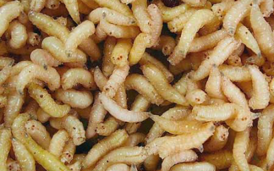 Maggots a good source of protein for organic poultry