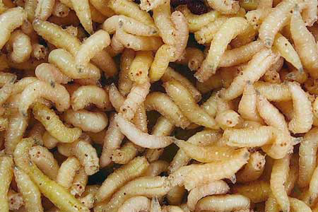 Maggots a good source of protein for organic poultry