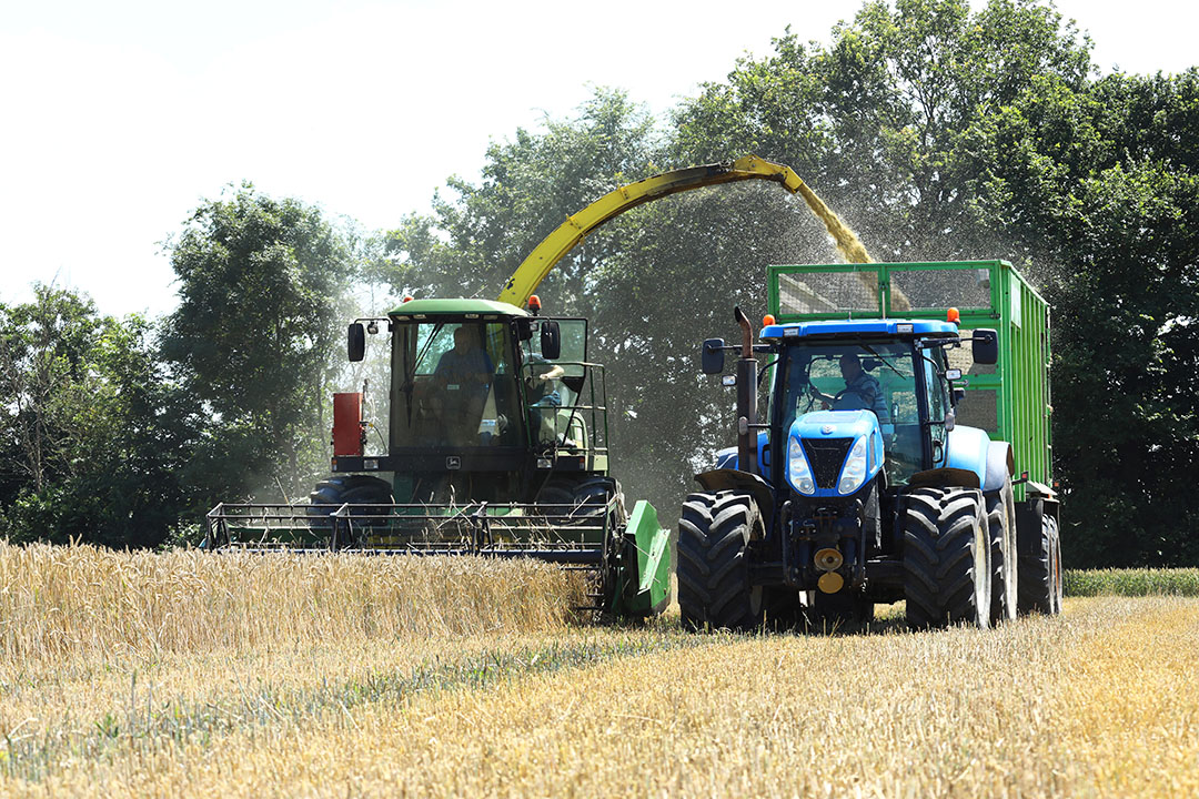 Prospects are good for European wheat growers. The wheat price is currently under pressure because there is plenty of harvesting going on. Photo: Henk Riswick