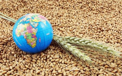 World produces 11 million tons less grains. Photo: pgaborphotos / Shutterstock