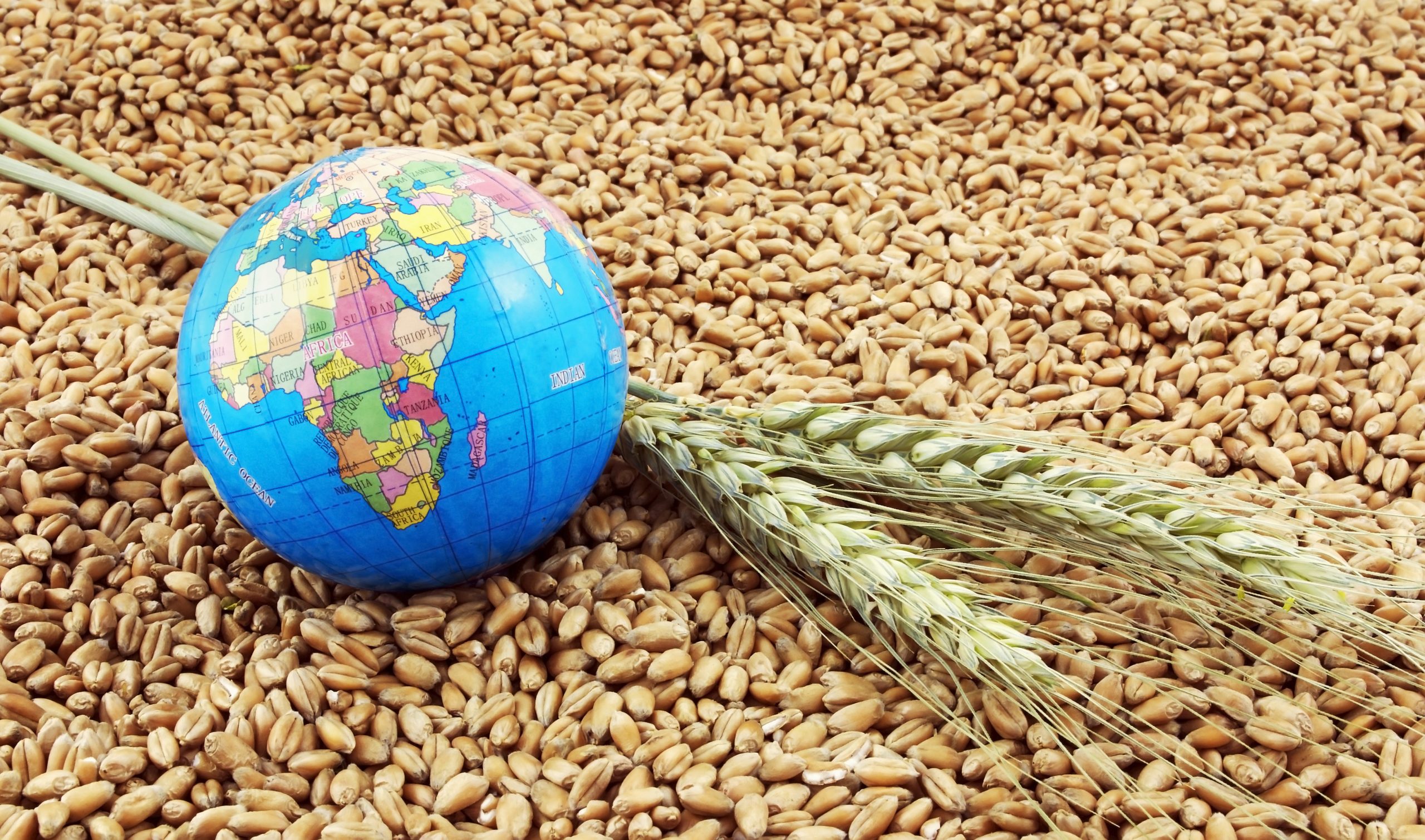 World produces 11 million tons less grains. Photo: pgaborphotos / Shutterstock