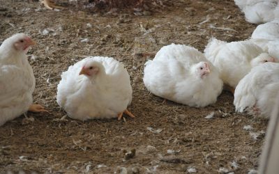 Raising healthy broilers when antibiotic free. Photo: Angel Yeast