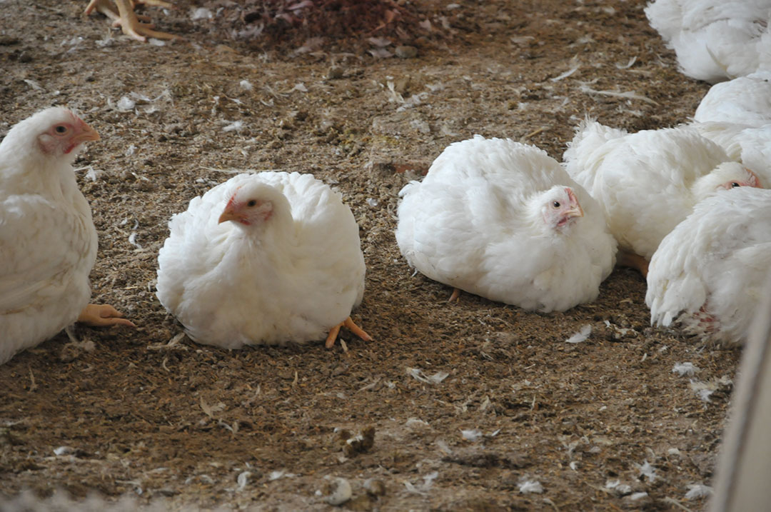 Raising healthy broilers when antibiotic free. Photo: Angel Yeast