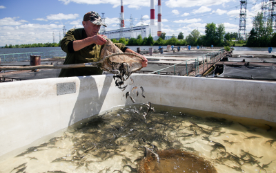 Russia is stepping up its domestic production of aquaculture. The fastest growth is expected in the Northern part of the country.