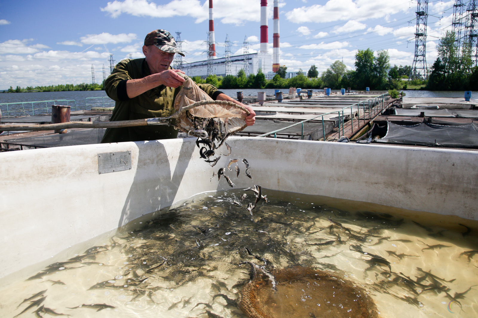 Russia is stepping up its domestic production of aquaculture. The fastest growth is expected in the Northern part of the country.