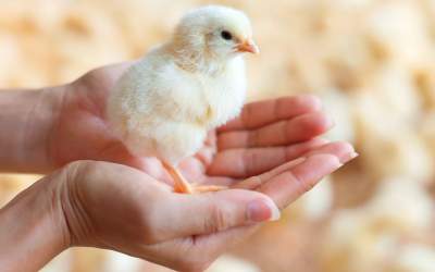 VIV MEA event: Driving poultry profit through gut health