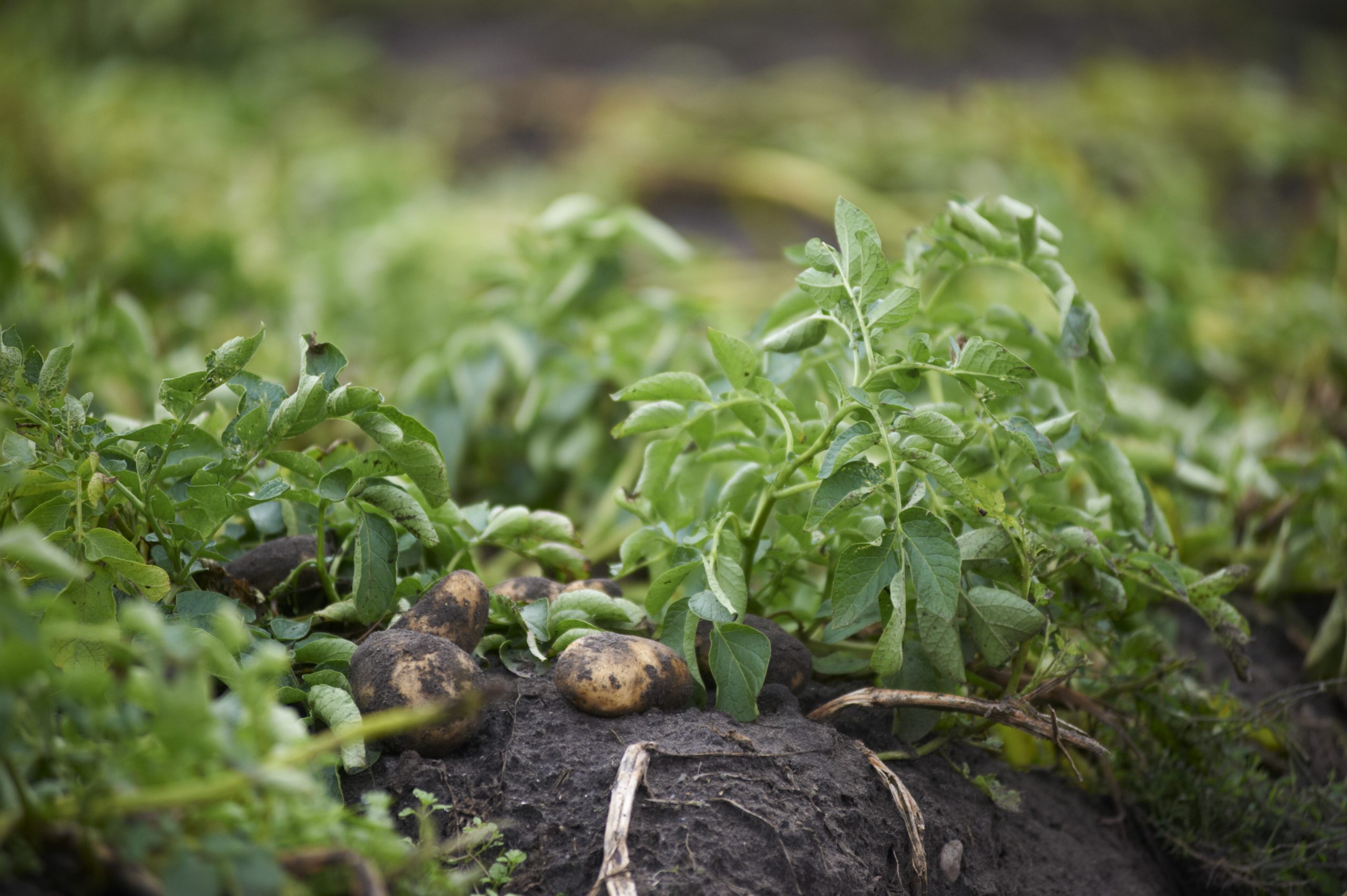 Maximising nitrogen supply for crops. Photo: Van Assendelft Fotografie