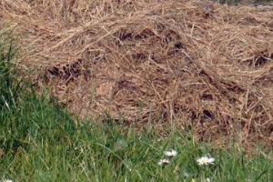 Can shredlage substitute for hay in dairy diets?