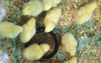 Feeding live insects to chickens - a Dutch experiment