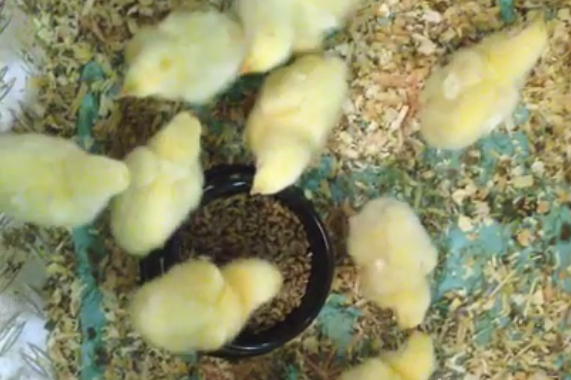 Feeding live insects to chickens - a Dutch experiment