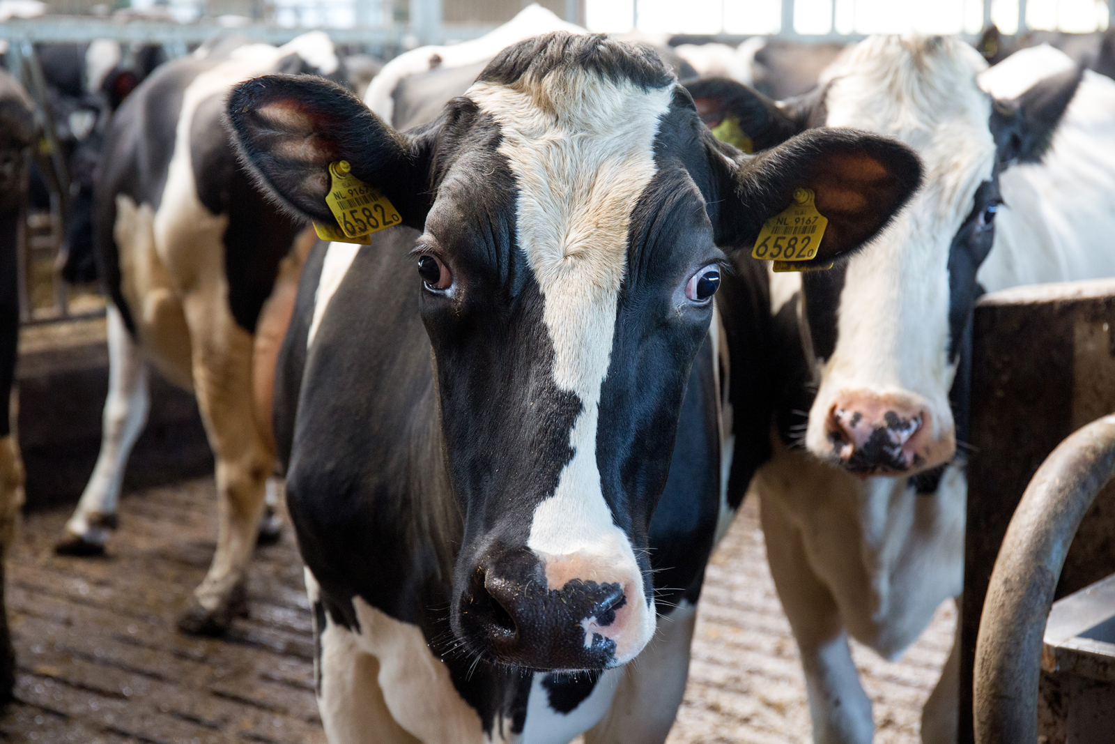 Feeding strategies and heat stress in dairy cows - All About Feed