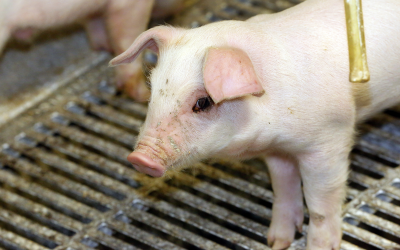 Feed intake has no effect on S. suis infected piglets