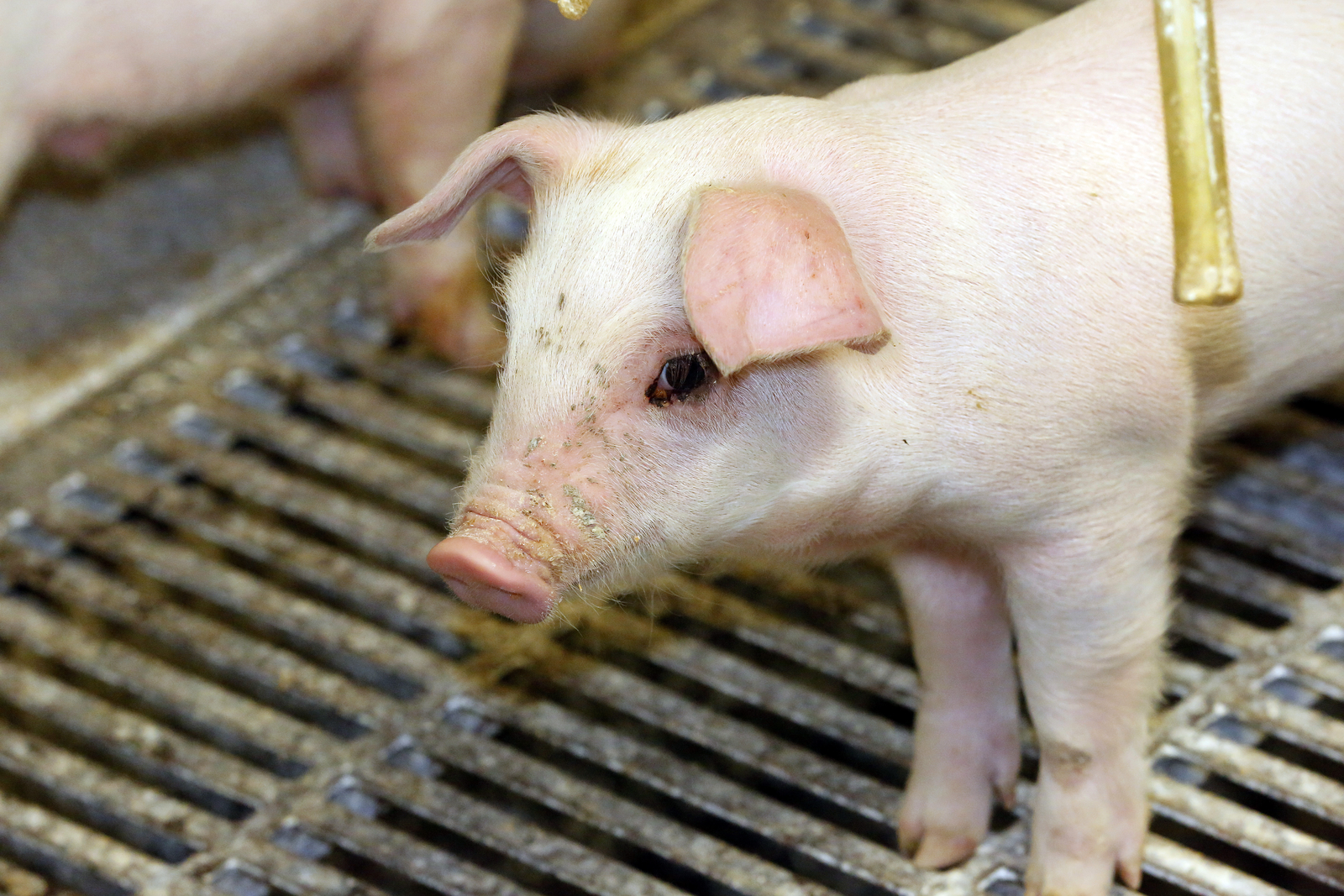 Feed intake has no effect on S. suis infected piglets