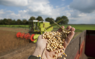 Global soybean output falls