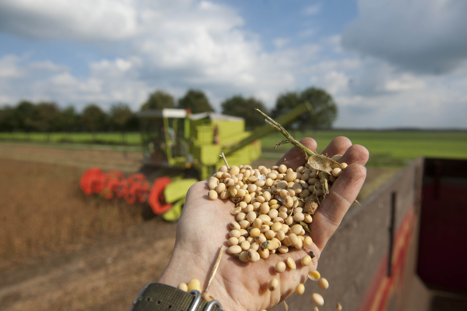 Global soybean output falls