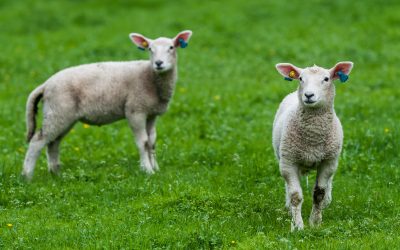 More sheep in the EU. Photo: Shutterstock/tacud
