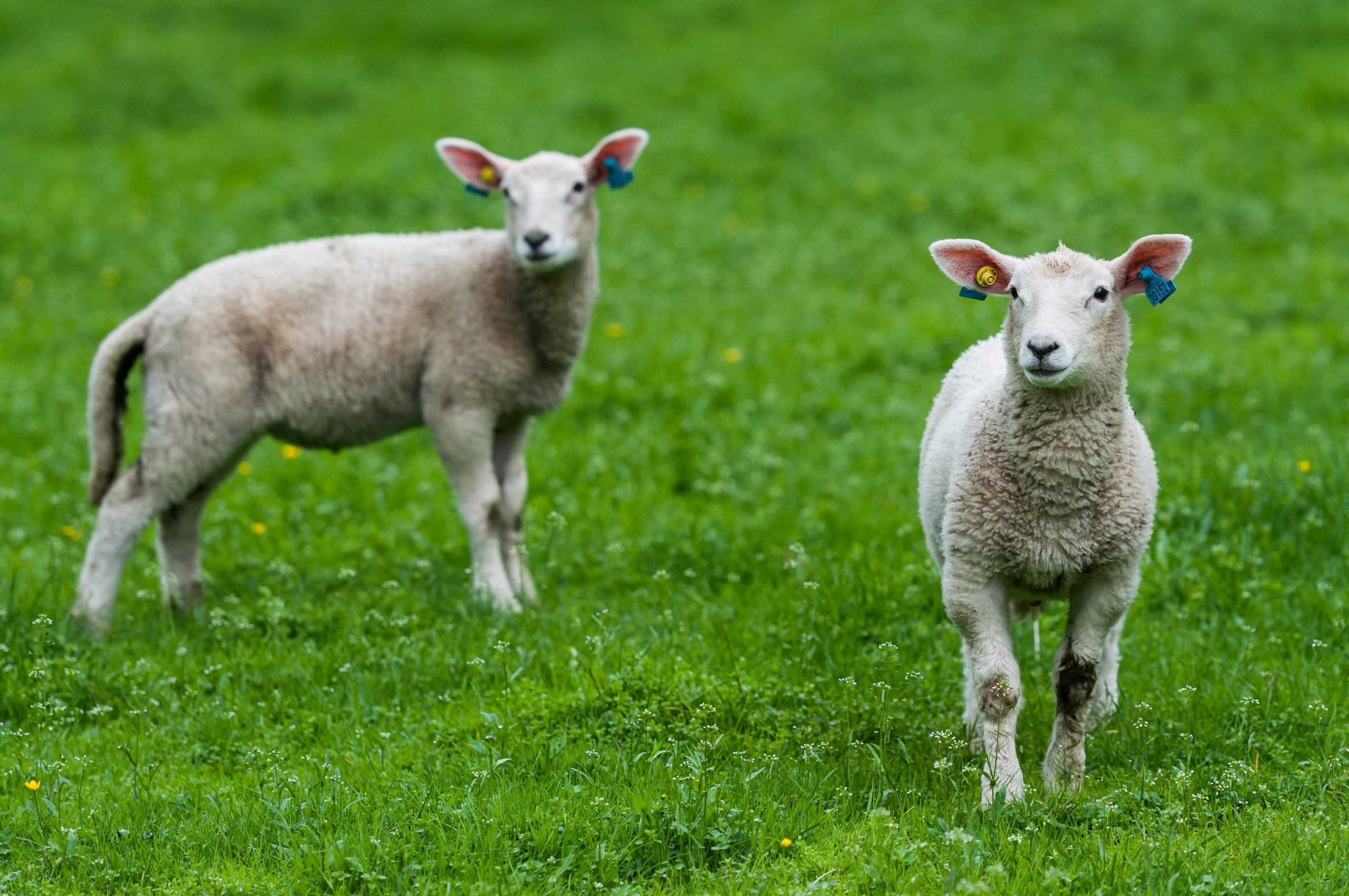 More sheep in the EU. Photo: Shutterstock/tacud