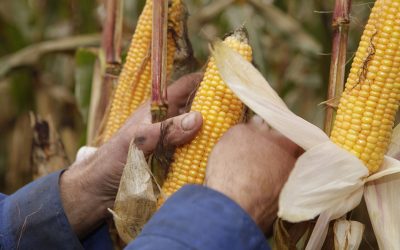 At this stage the highest risk for Central European corn is DON. Photo: Michel Zoeter