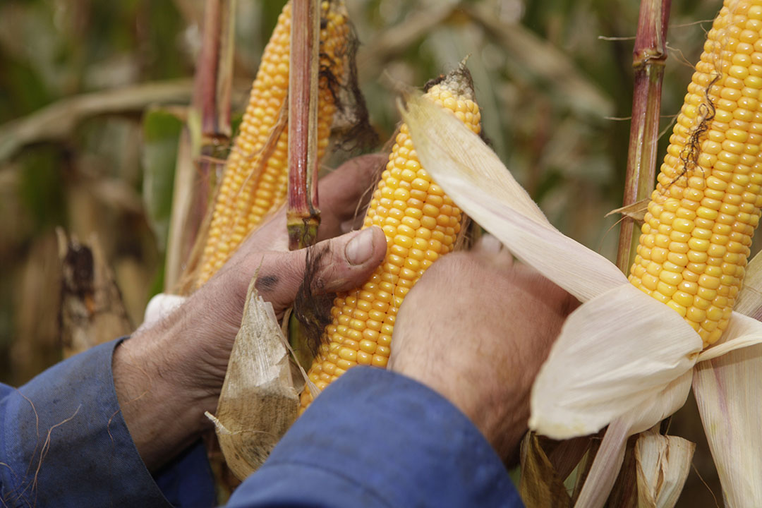 At this stage the highest risk for Central European corn is DON. Photo: Michel Zoeter