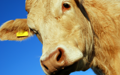 Carotenoids show promise as nutritional strategy against BRD in cattle