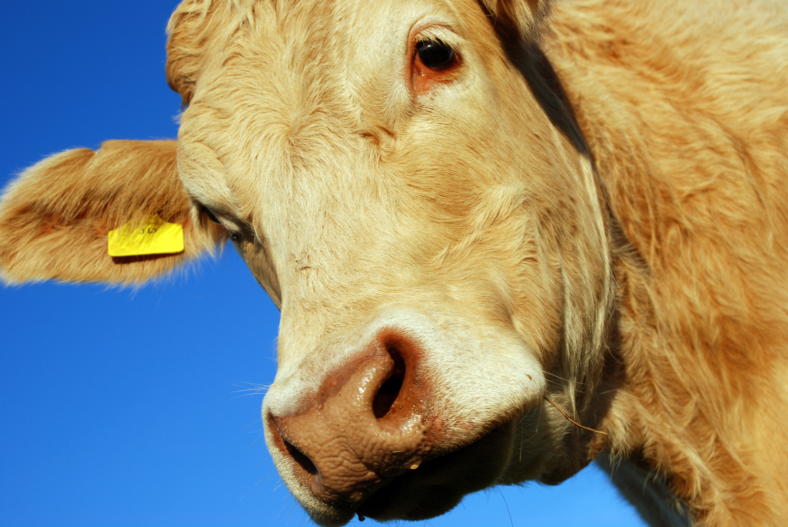 Carotenoids show promise as nutritional strategy against BRD in cattle