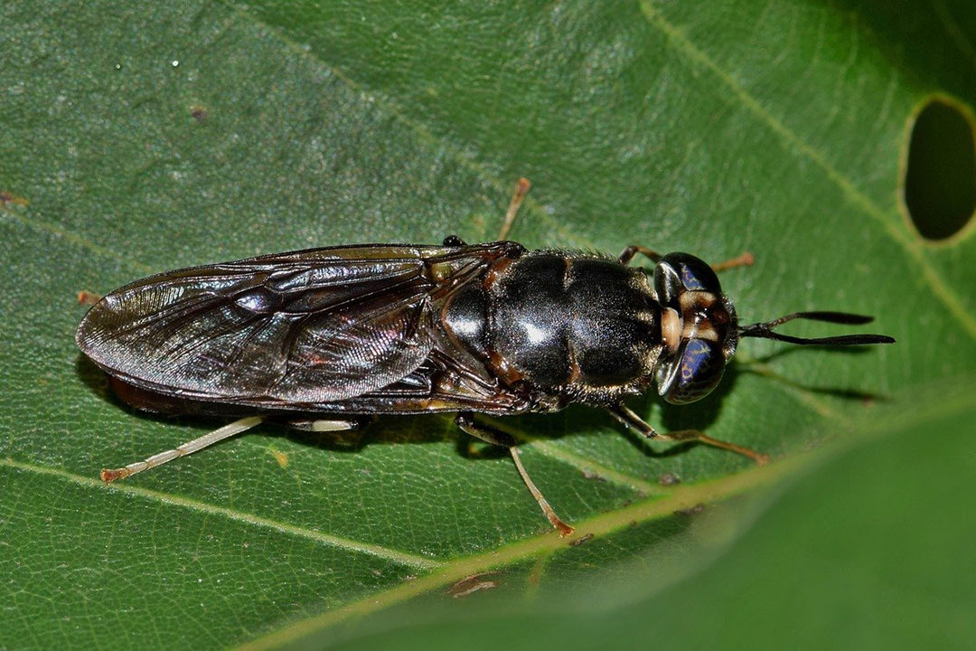 This study seeks to determine if black soldier fly larvae oil could replace soybean oil in broiler chicken nutrition without compromising their growth performance and nutrient digestibility. Photo: Brett Hondow