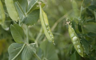 The field pea was processed in different ways to explore the effect of processing. Photo: Michel Zoeter