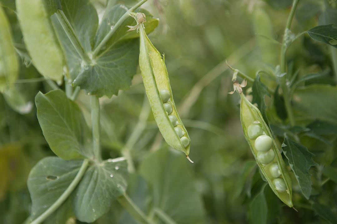 The field pea was processed in different ways to explore the effect of processing. Photo: Michel Zoeter