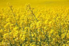 Desiccating OSR too early results in lost yield