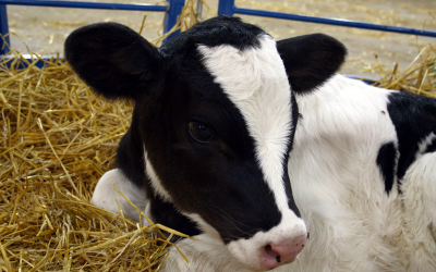 Calves want to work for their roughage