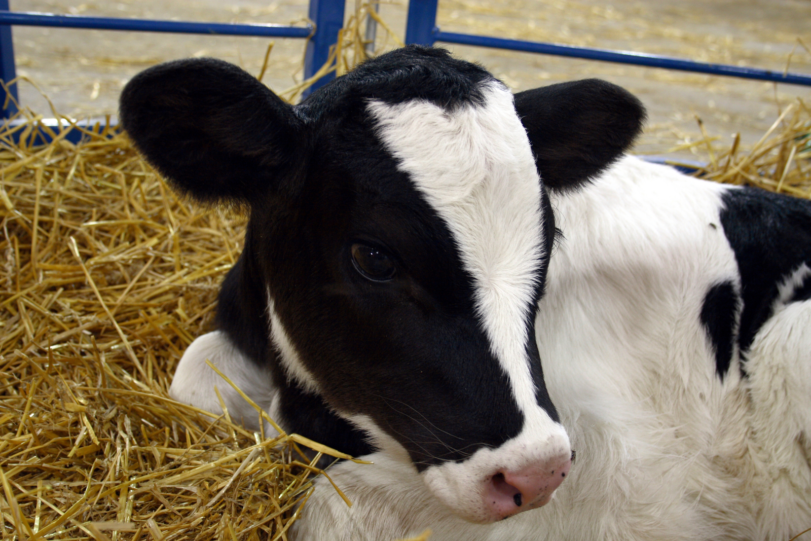 Calves want to work for their roughage