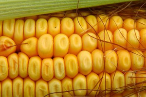 China to receive first corn shipments from the US