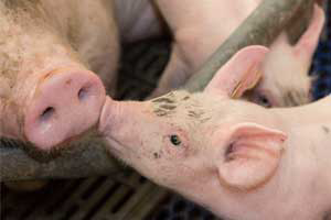 Microbiota piglets profit from probiotic supplements