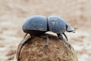 Improve pastures with dung beetles