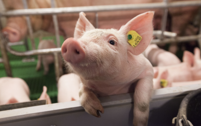 A healthy young piglet is curious to see who has come to visit him. [Photo: Koos Groenewold]