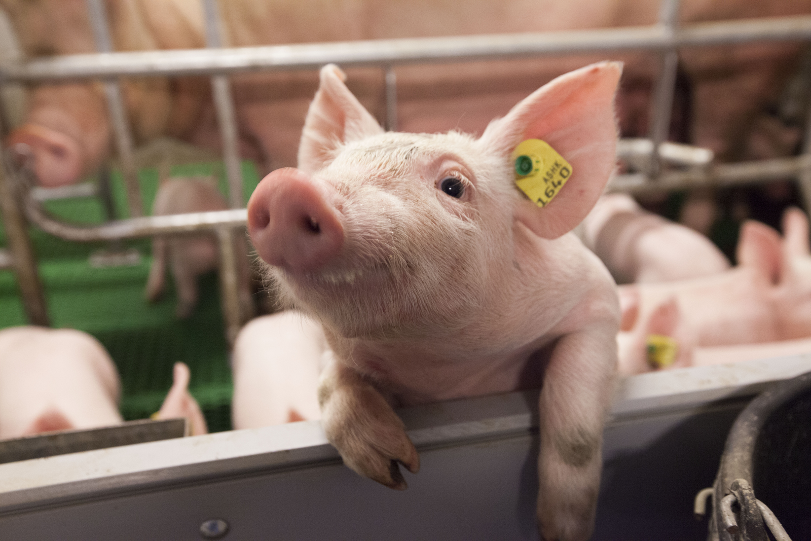 A healthy young piglet is curious to see who has come to visit him. [Photo: Koos Groenewold]